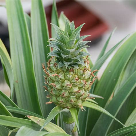 how to look after pineapple plant indoors.